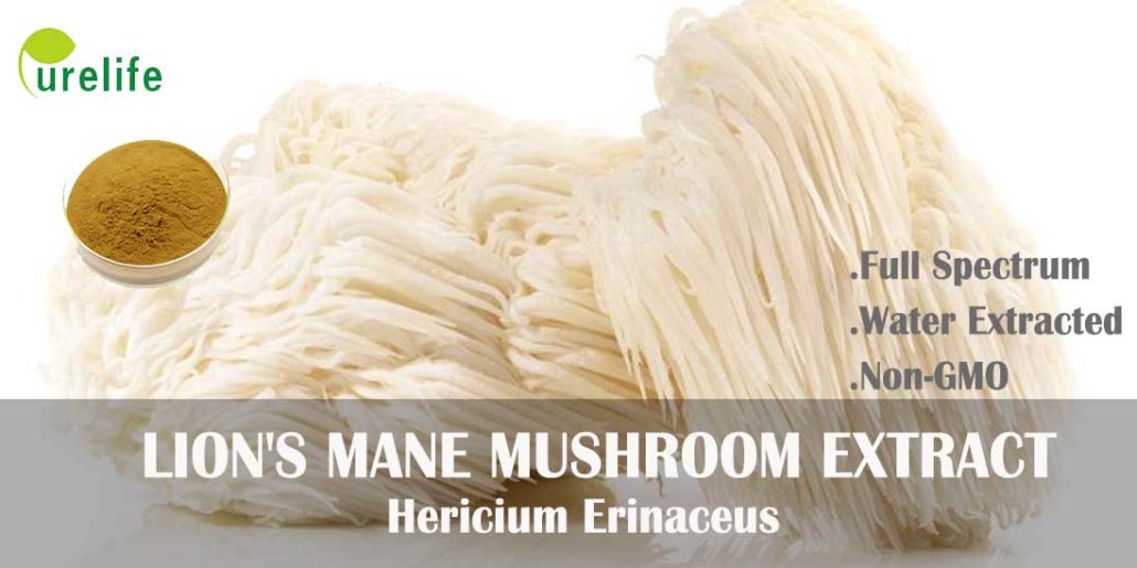 Lion’s Mane Mushroom extract improves memory