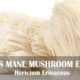 Lion’s Mane Mushroom extract improves memory