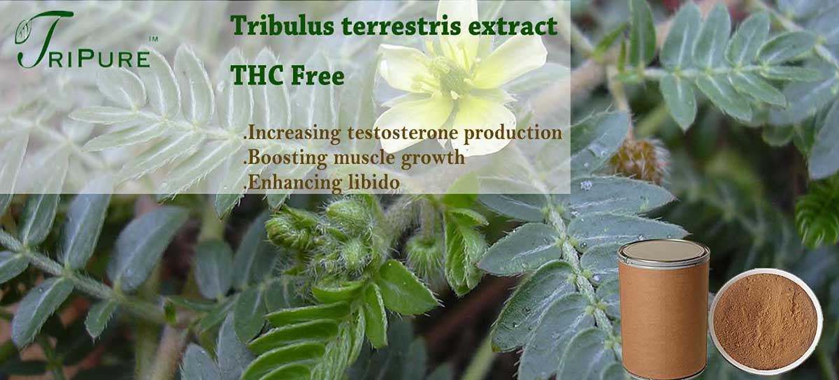 Tribulus terrestris extract with THC free