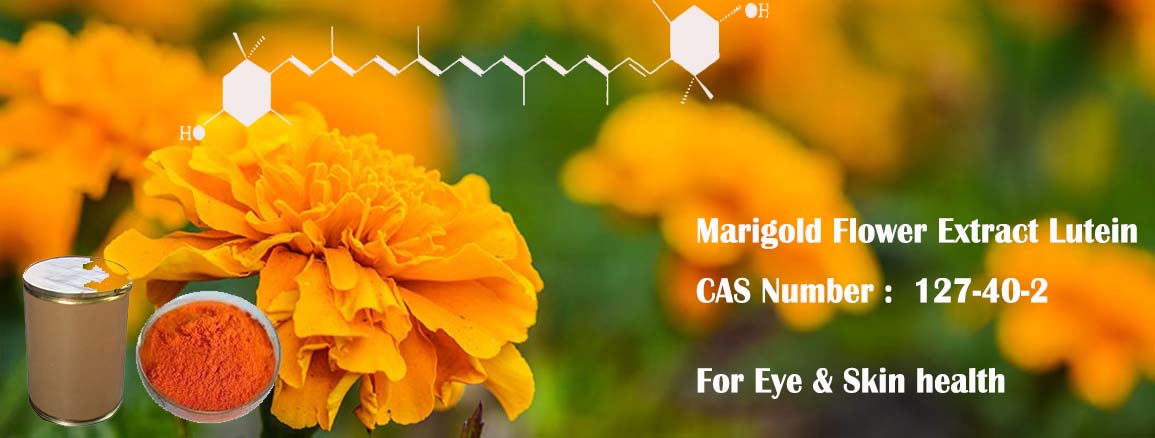 Marigold Flower Extract lutein