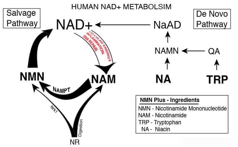 Nicotinamide mononucleotide NMN 