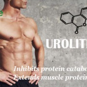 urolithin B muscle mass