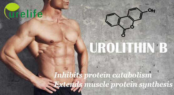 urolithin B muscle mass