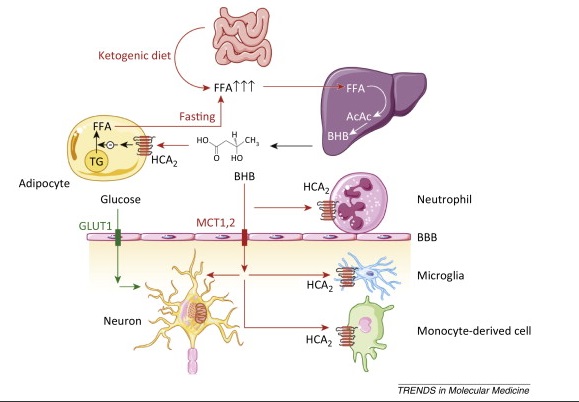 Ketogenic diet