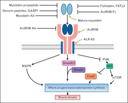 Epicatechin myostatin follistatin