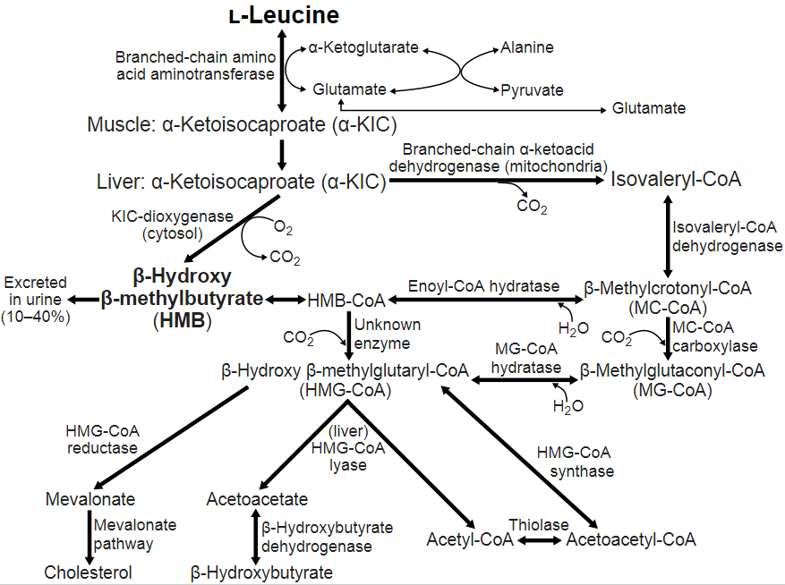 metabolism of HMB Ca in body