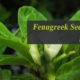 Fenugreek Seed Extract benefits
