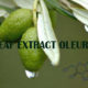 Olive leaf extract Oleuropein