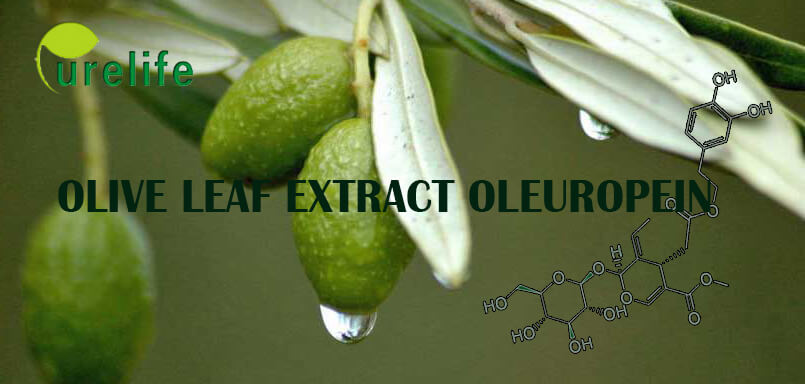 Olive leaf extract Oleuropein