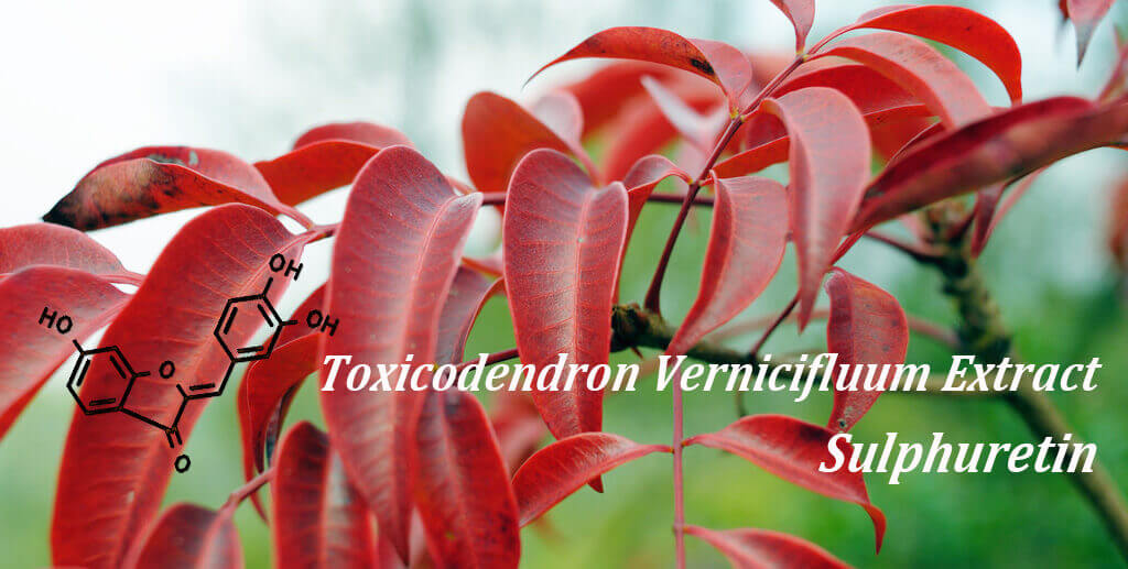 Toxicodendron vernicifluum extract sulphuretin fights obesity and metabolic diseases