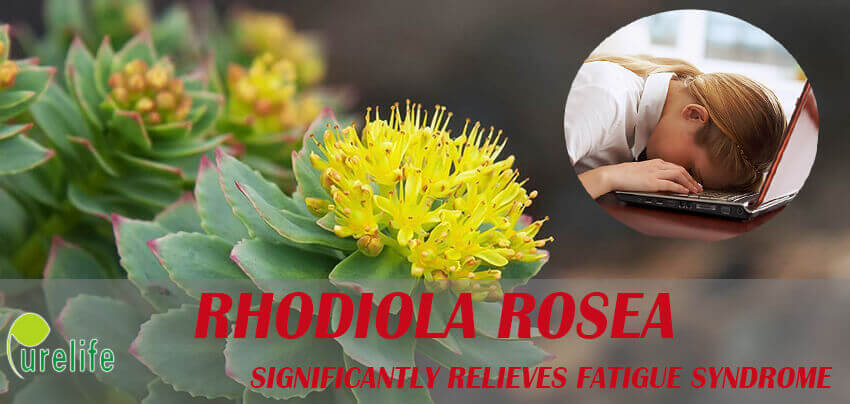 Rhodiola Rosea significantly relieves fatigue syndrome