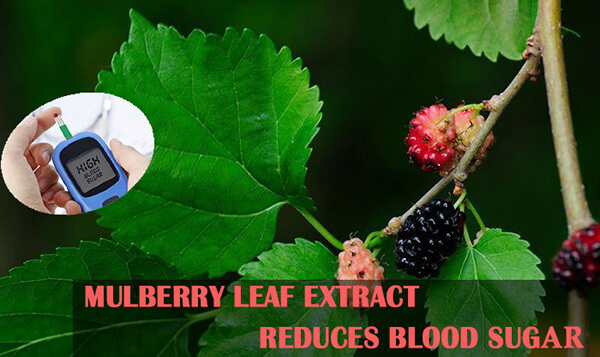 Mulberry leaf extract reduces blood sugar
