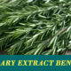 Rosemary extract benefits