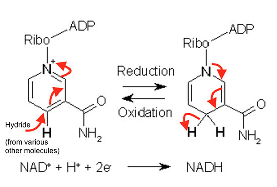 Difference-Between-NAD and NADH