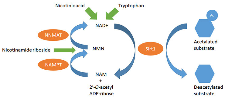 Nicotinamide Adenine Dinucleotide NAD NMN NR