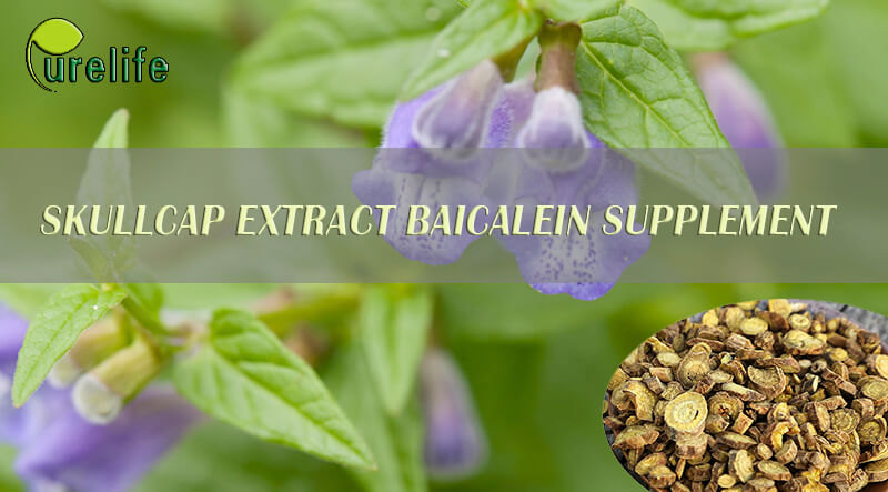 Skullcap Extract Baicalein Supplement