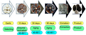 aging process of black garlic from fresh garlic