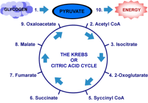the krebs of citric acid cycle