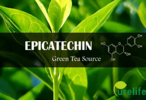 Epicatechin green tea