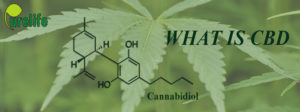 what is CBD