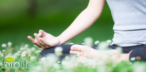 smoketree extract Fisetin Slows aging process
