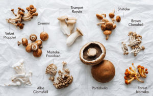 Types of mushrooms