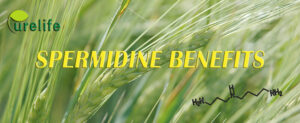 Spermidine Benefits